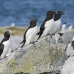 razorbill_msi_h_2035_can1152.jpg